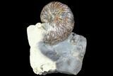 Hoploscaphites Brevis Ammonite - South Dakota #86205-2